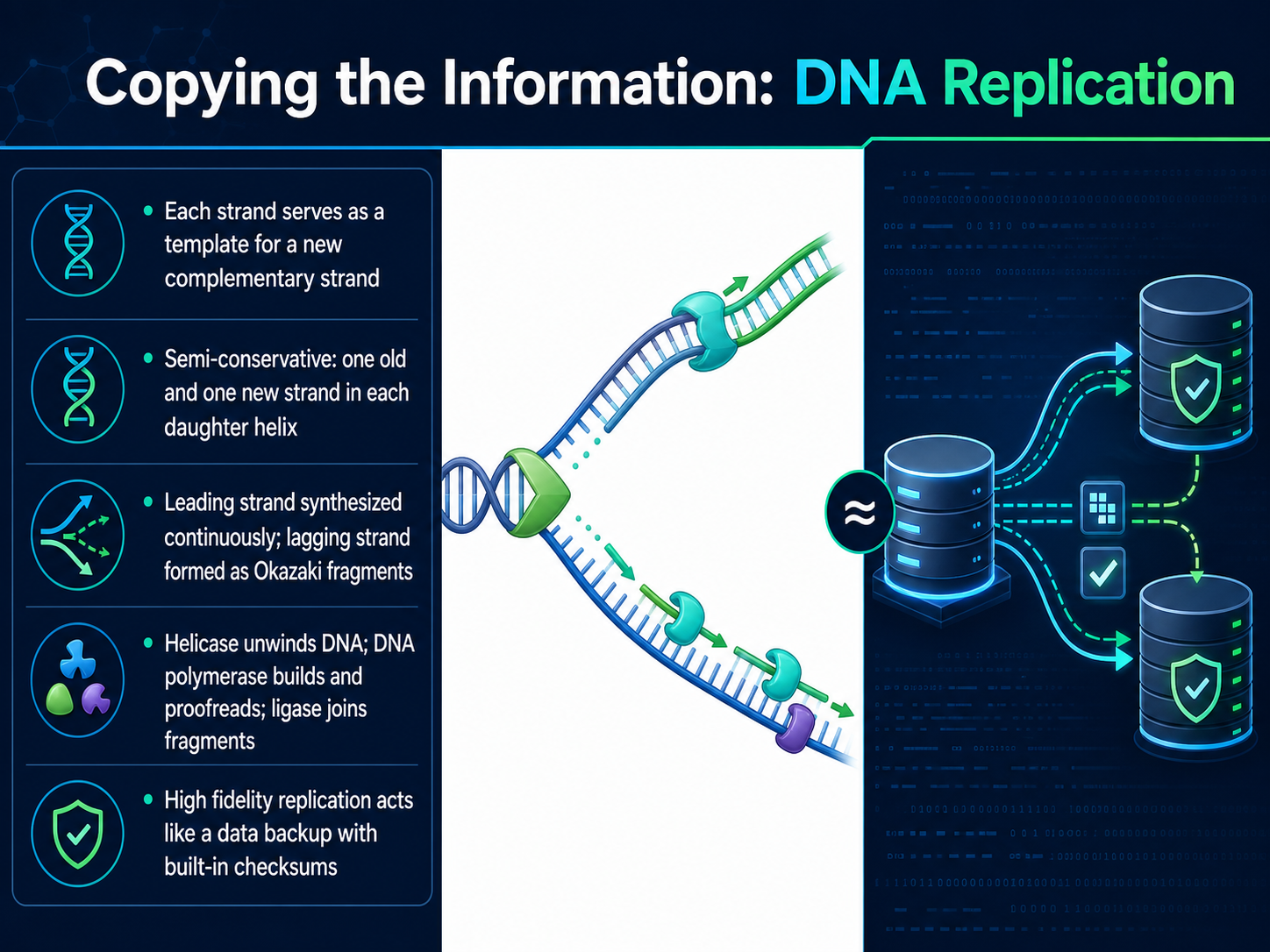 Copying the Information: DNA Replication