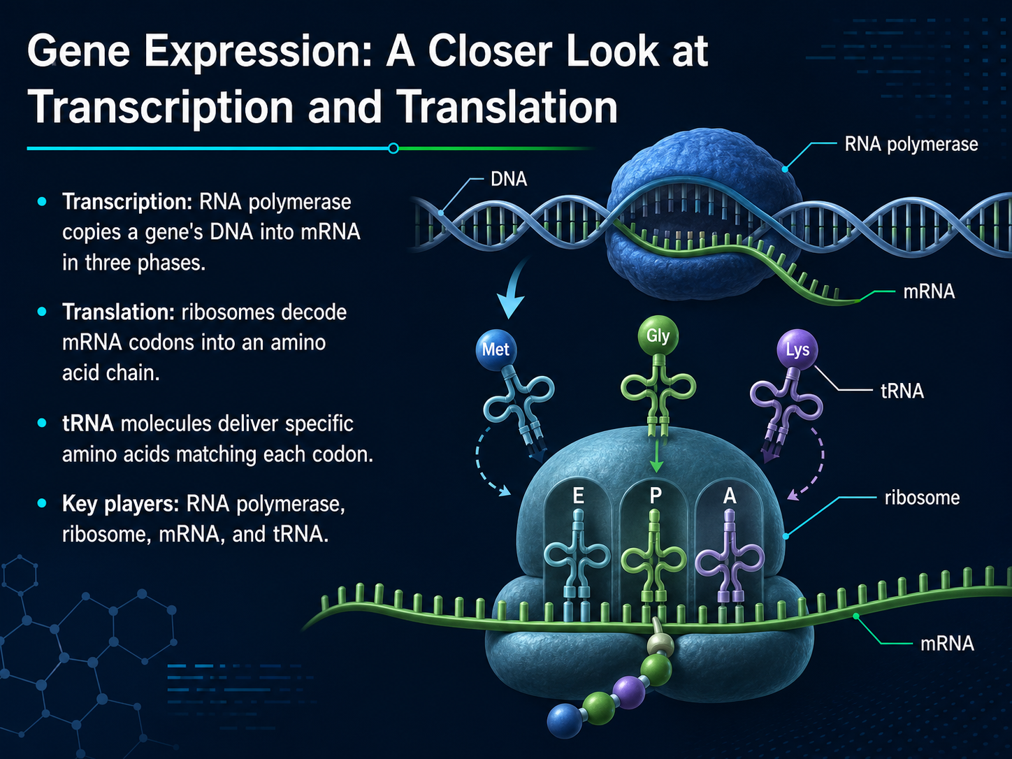Gene Expression: A Closer Look at Transcription and Translation