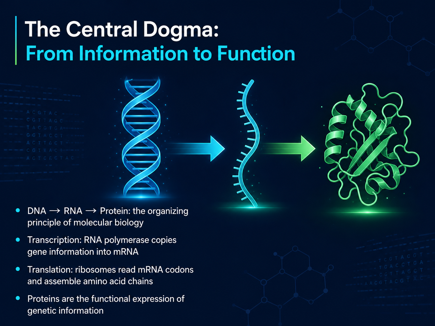 The Central Dogma: From Information to Function