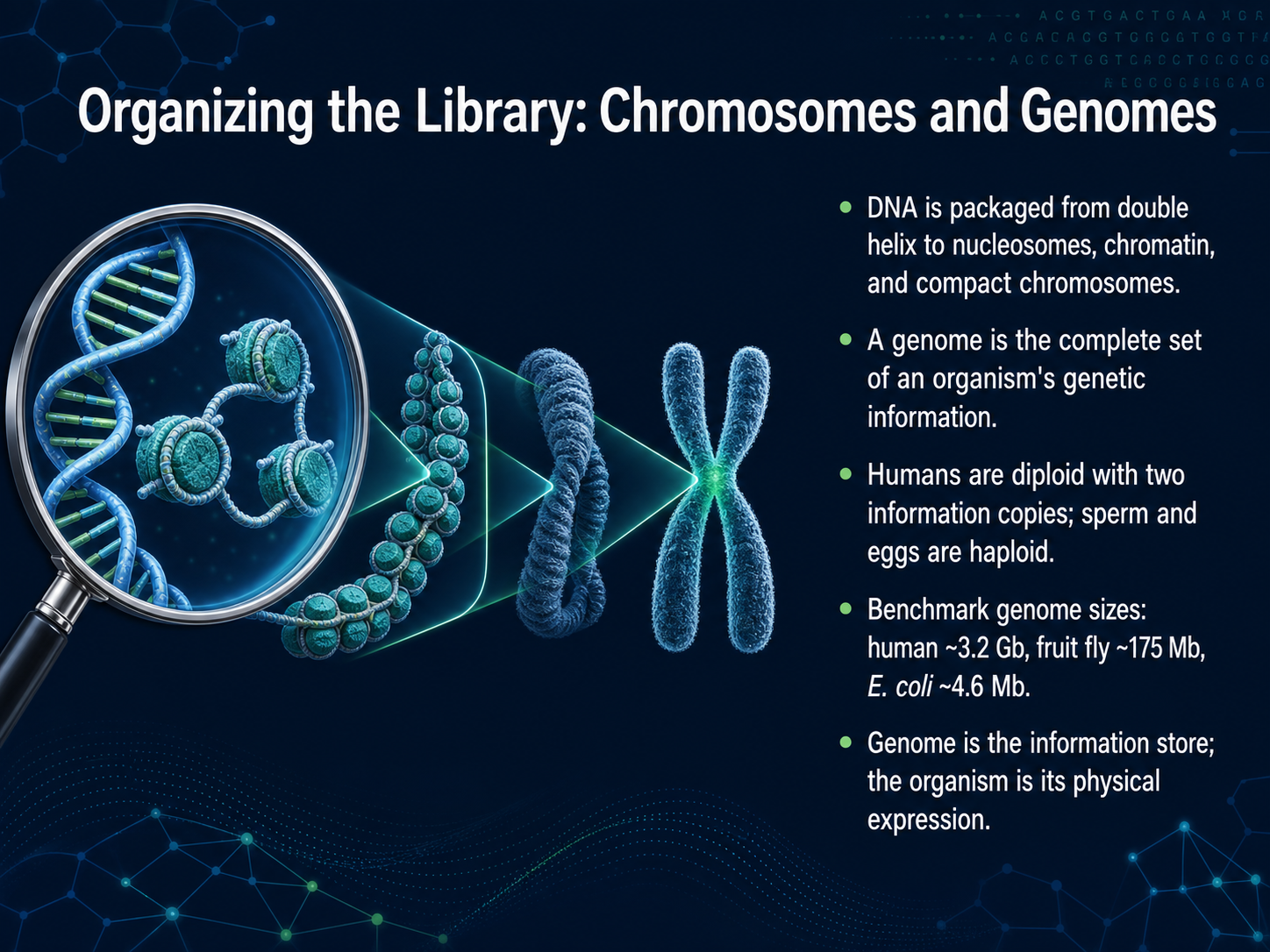 Organizing the Library: Chromosomes and Genomes