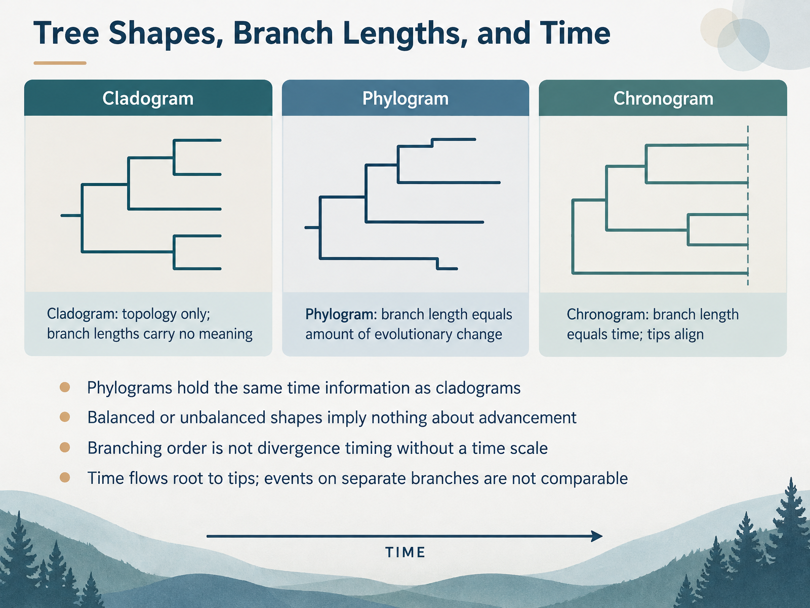 Tree Shapes, Branch Lengths, and Time