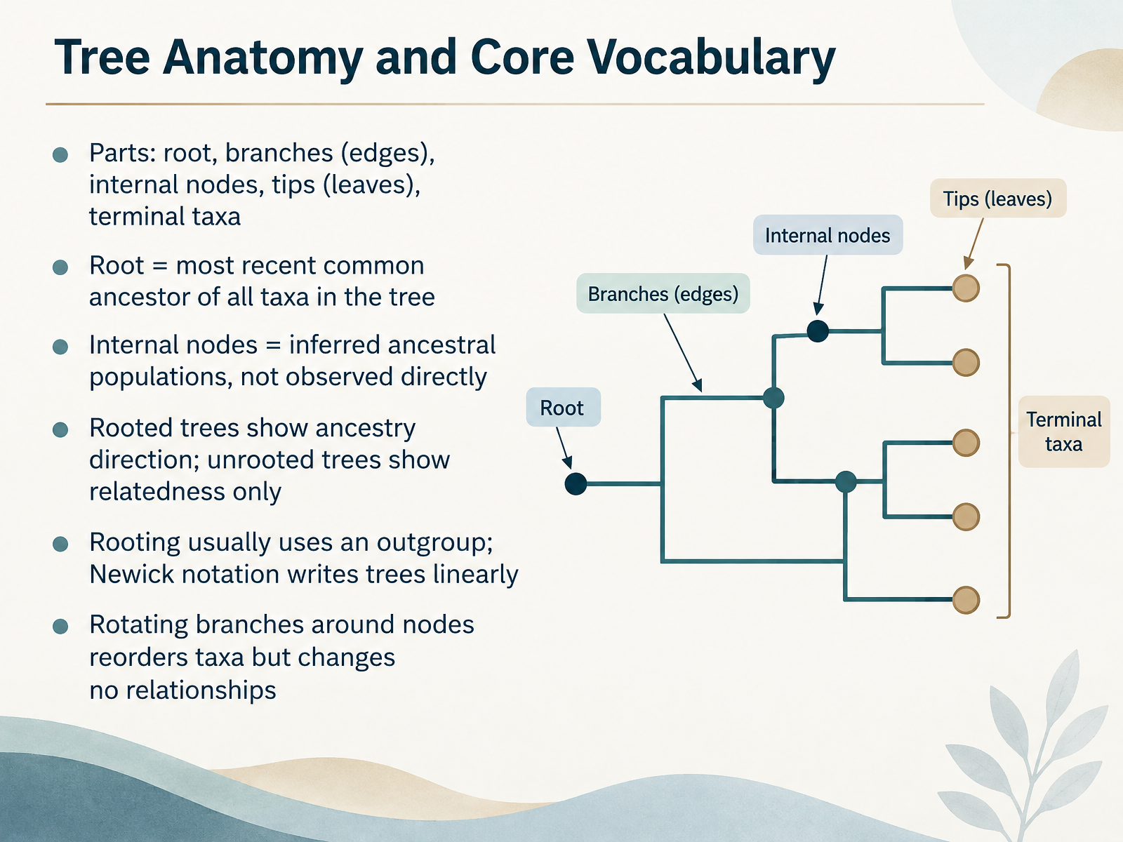Tree Anatomy and Core Vocabulary