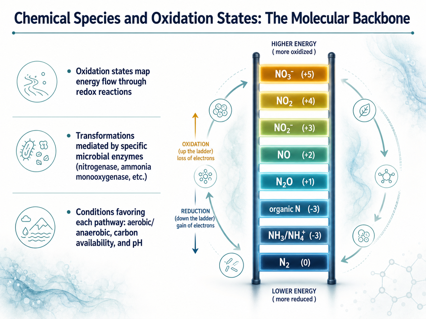 Chemical Species and Oxidation States: The Molecular Backbone