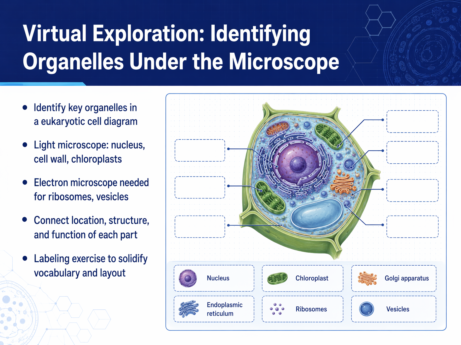 Virtual Exploration: Identifying Organelles Under the Microscope