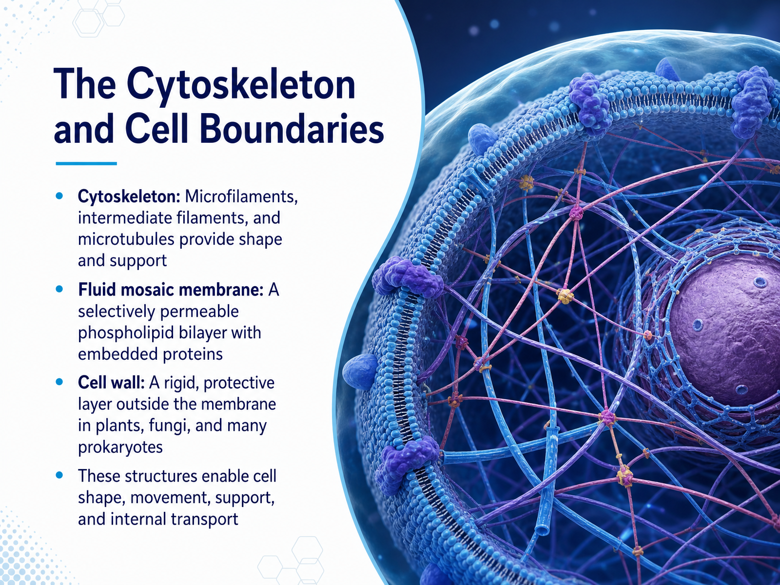 The Cytoskeleton and Cell Boundaries