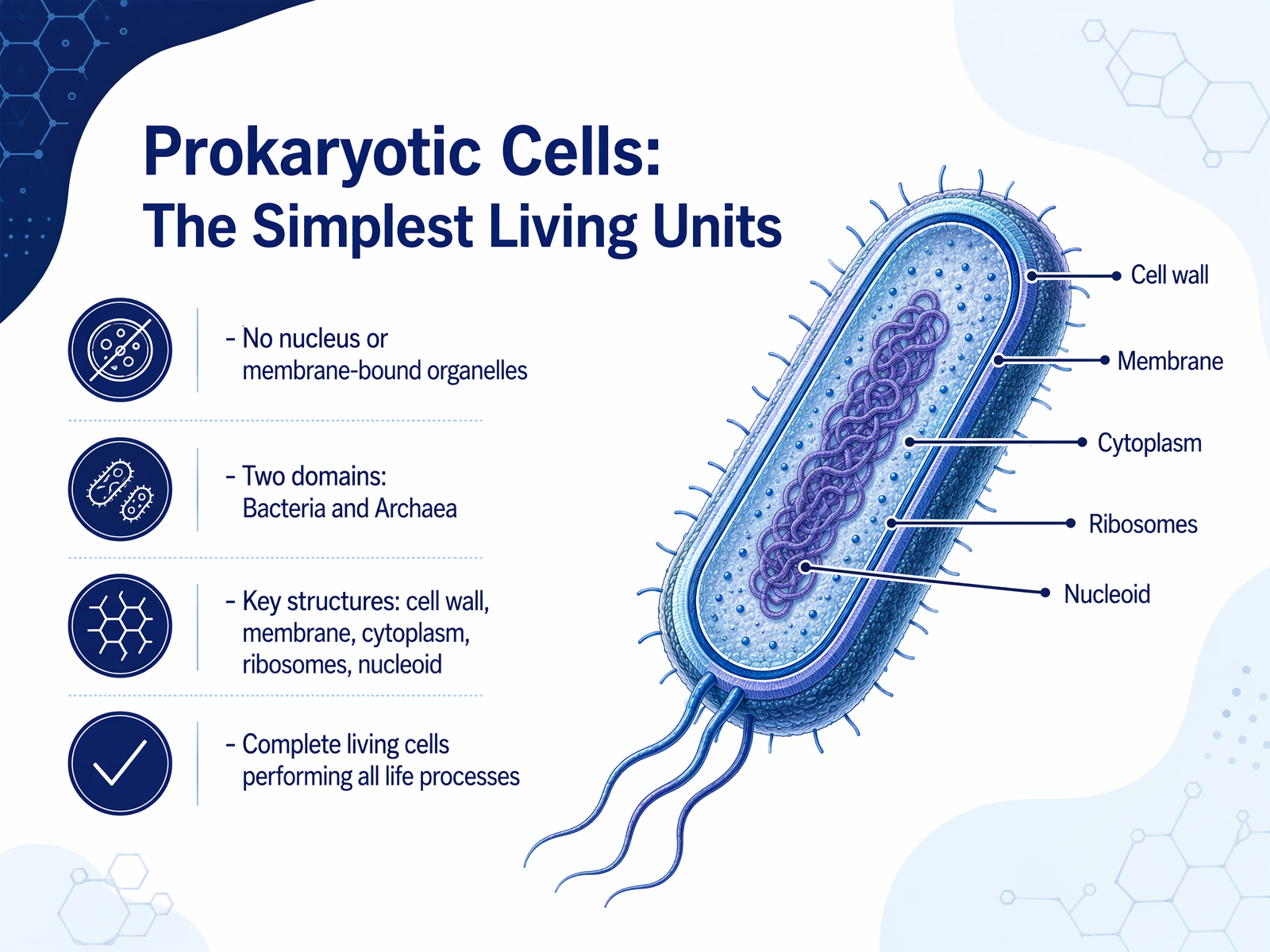 Prokaryotic Cells: The Simplest Living Units