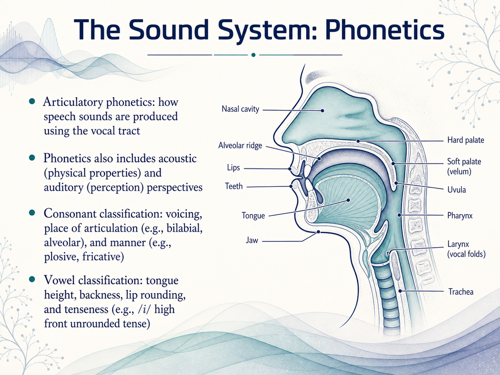 The Sound System: Phonetics