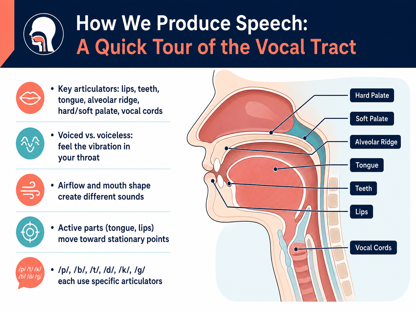 How We Produce Speech: A Quick Tour of the Vocal Tract