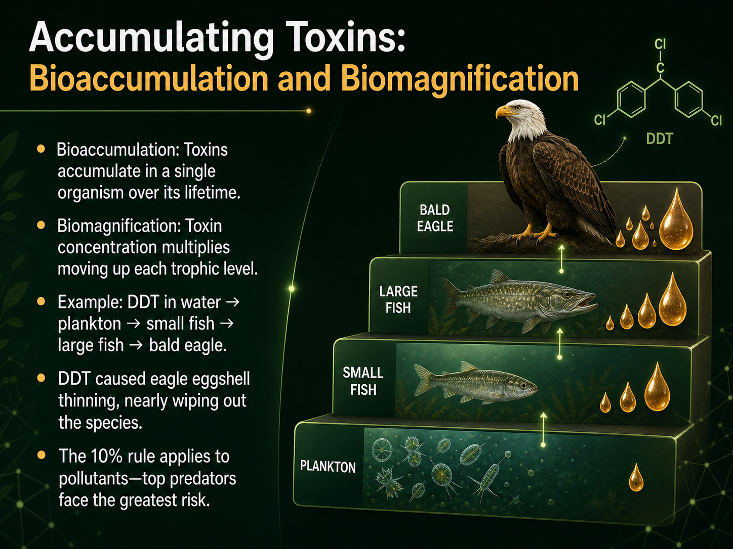 Accumulating Toxins: Bioaccumulation and Biomagnification
