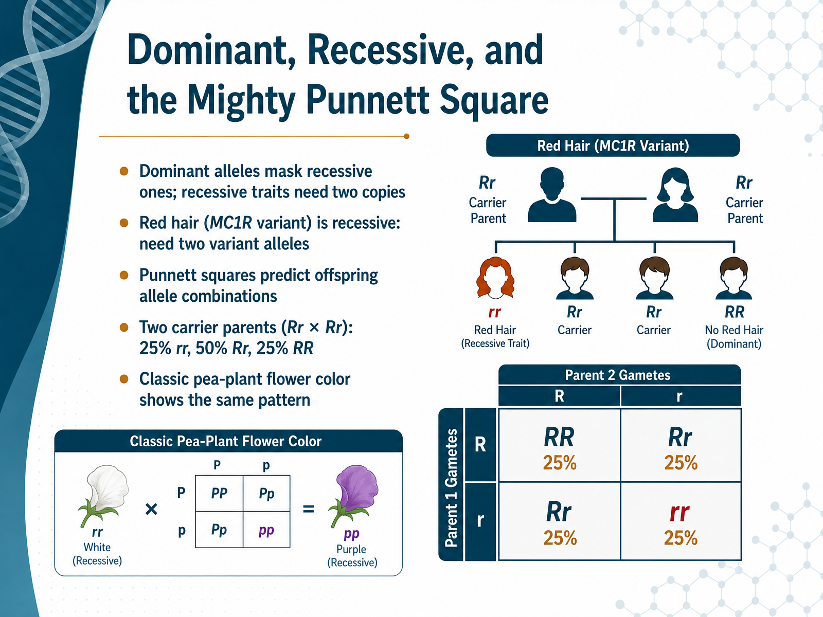 Dominant, Recessive, and the Mighty Punnett Square