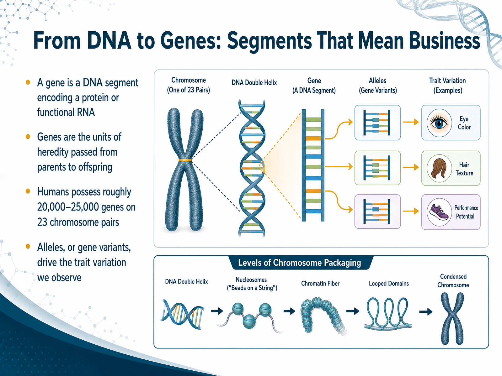 From DNA to Genes: Segments That Mean Business