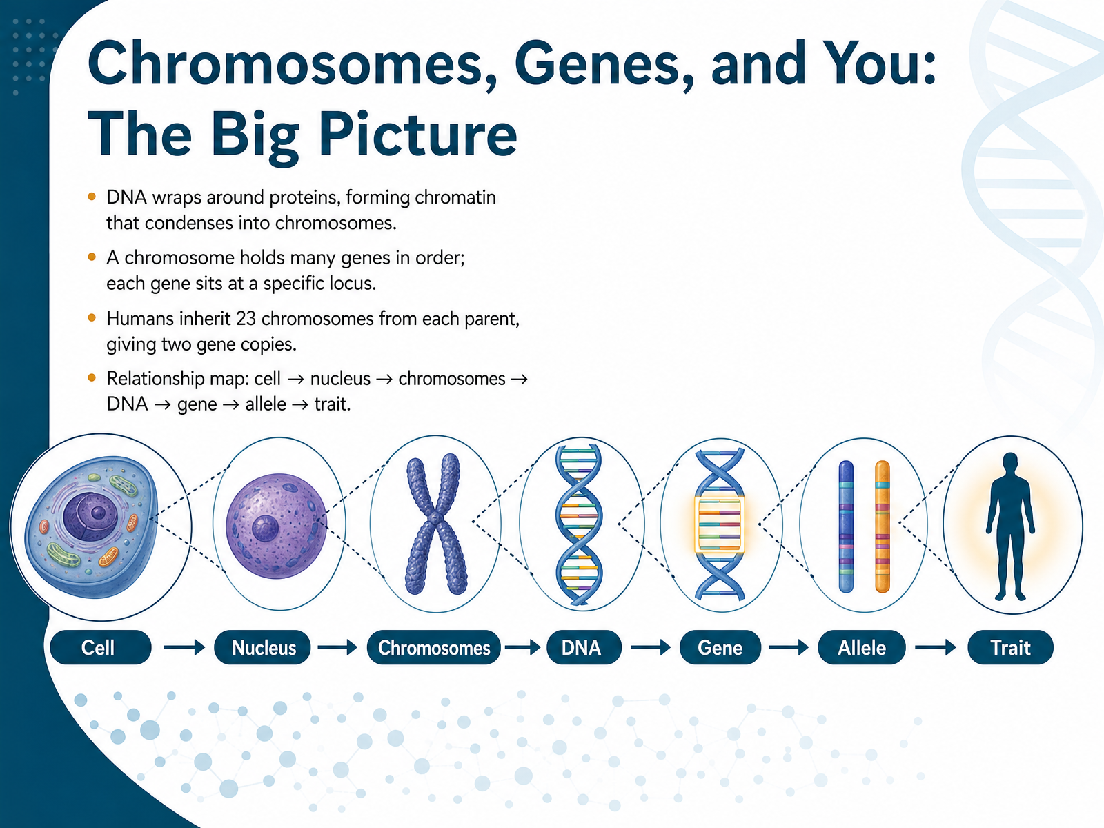 Chromosomes, Genes, and You: The Big Picture