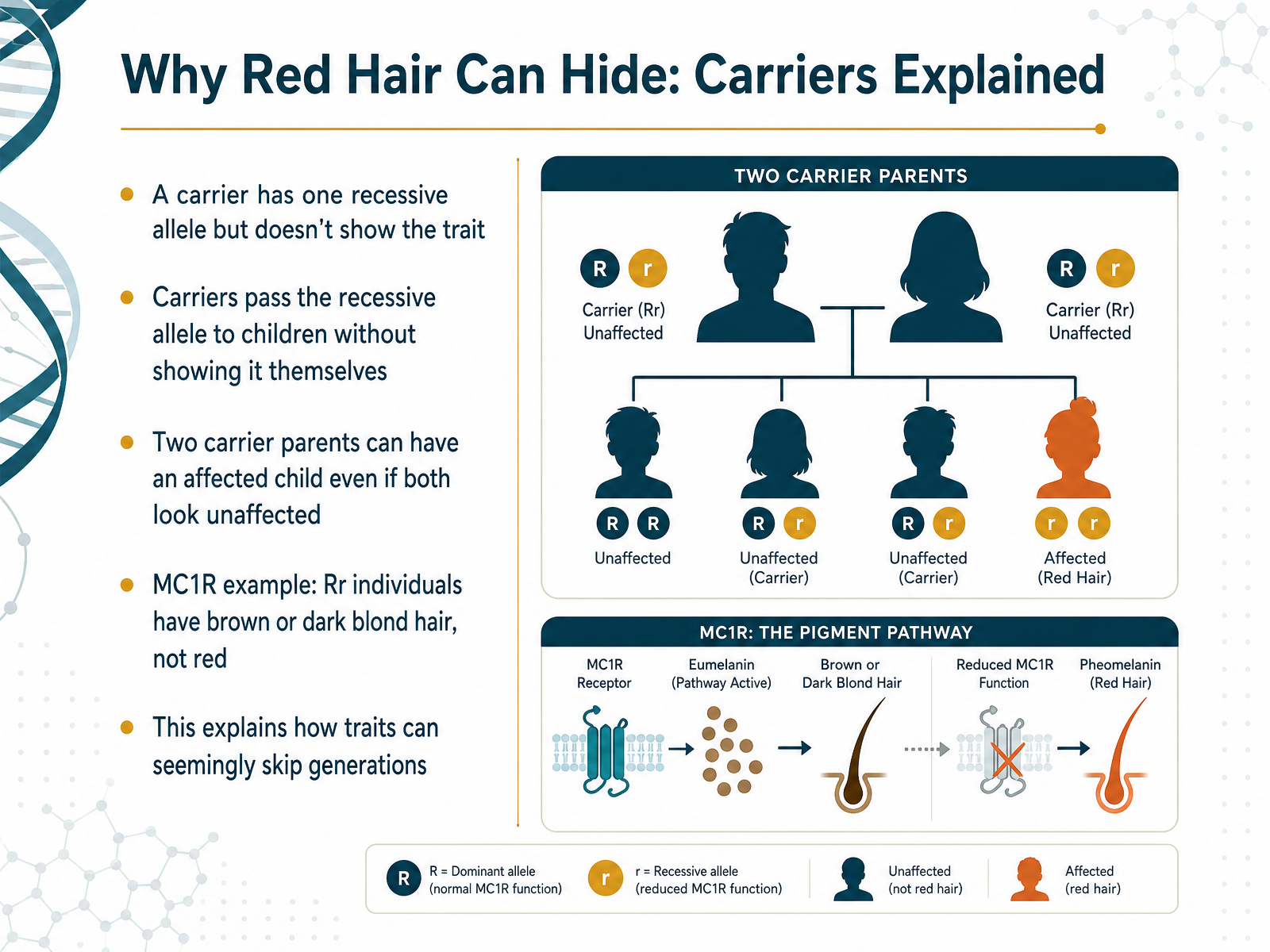 Why Red Hair Can Hide: Carriers Explained