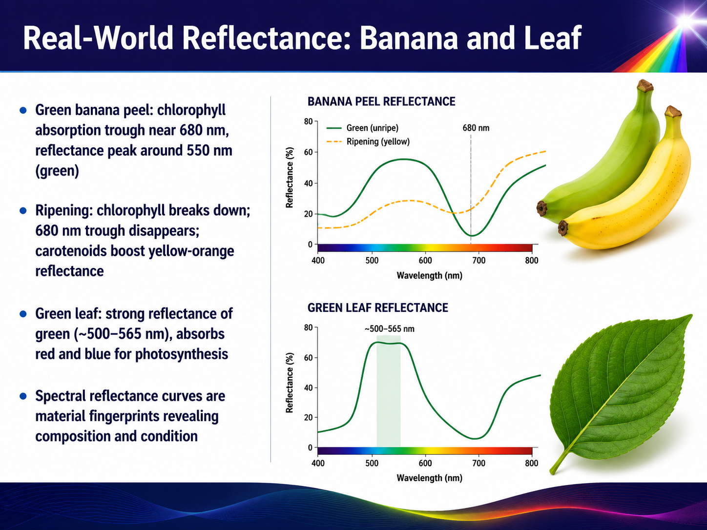 Real-World Reflectance: Banana and Leaf