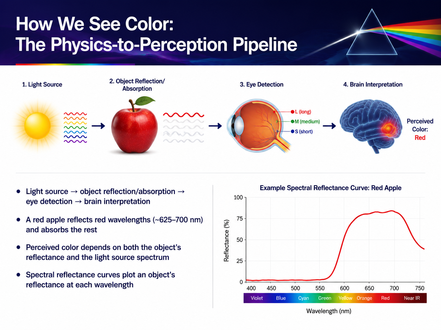 How We See Color: The Physics-to-Perception Pipeline