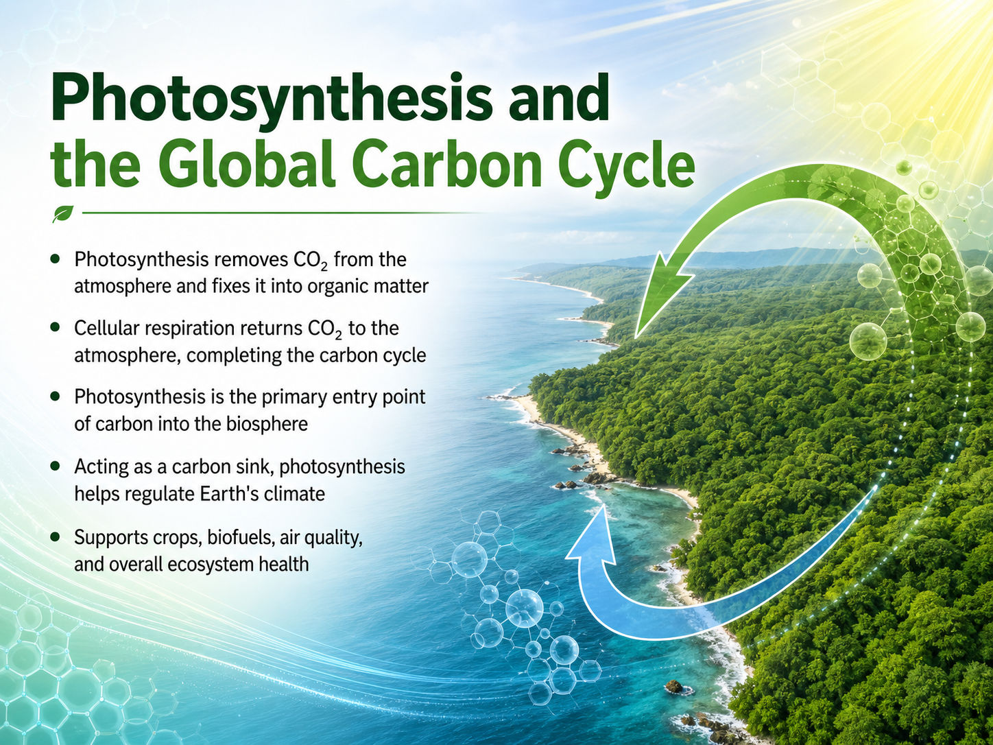 Photosynthesis and the Global Carbon Cycle