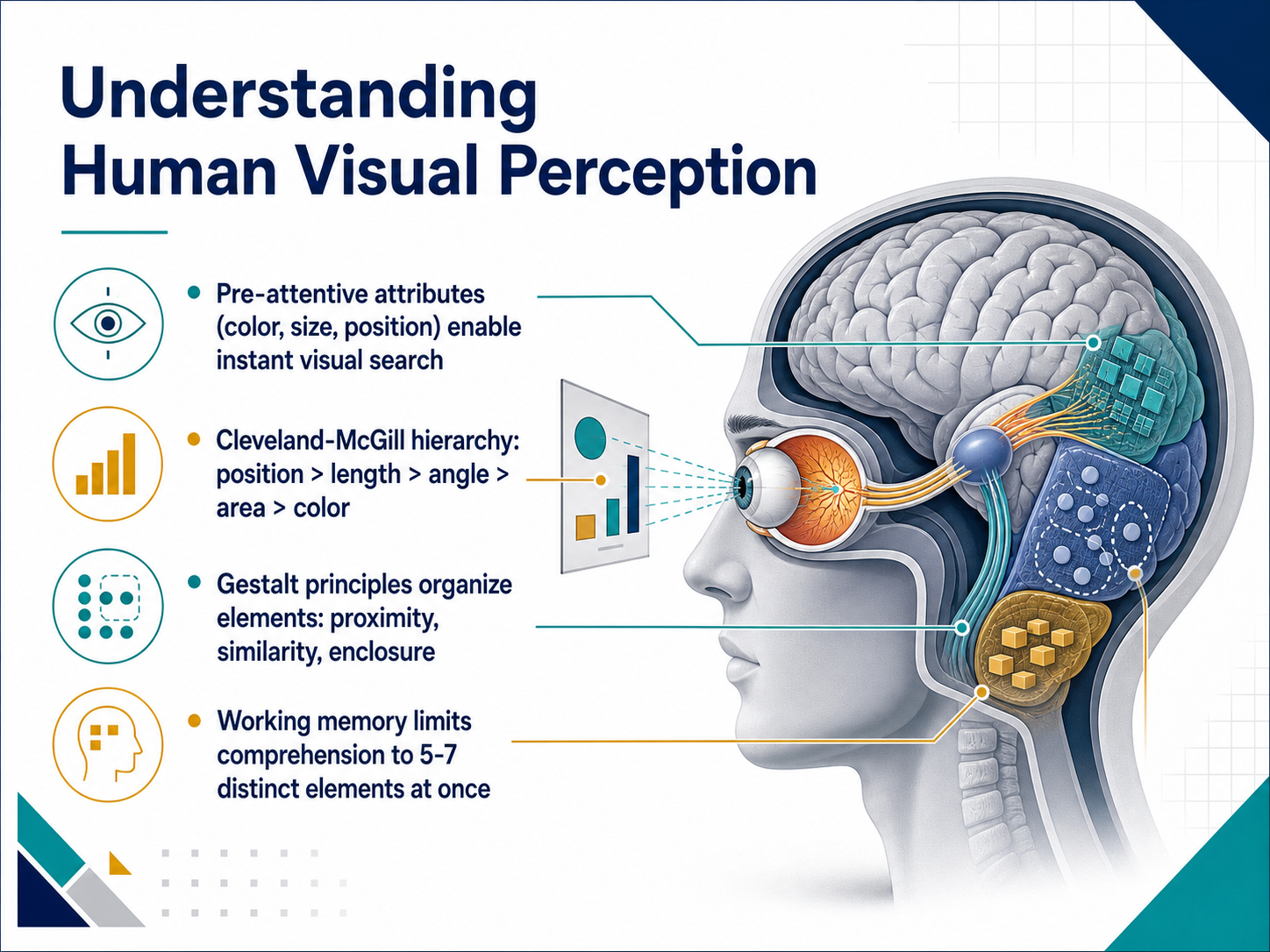 Understanding Human Visual Perception